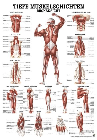 Anatomische Lehrtafel